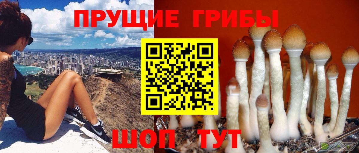 Псилоцибиновые грибы Psilocybine cubensis Шебекино